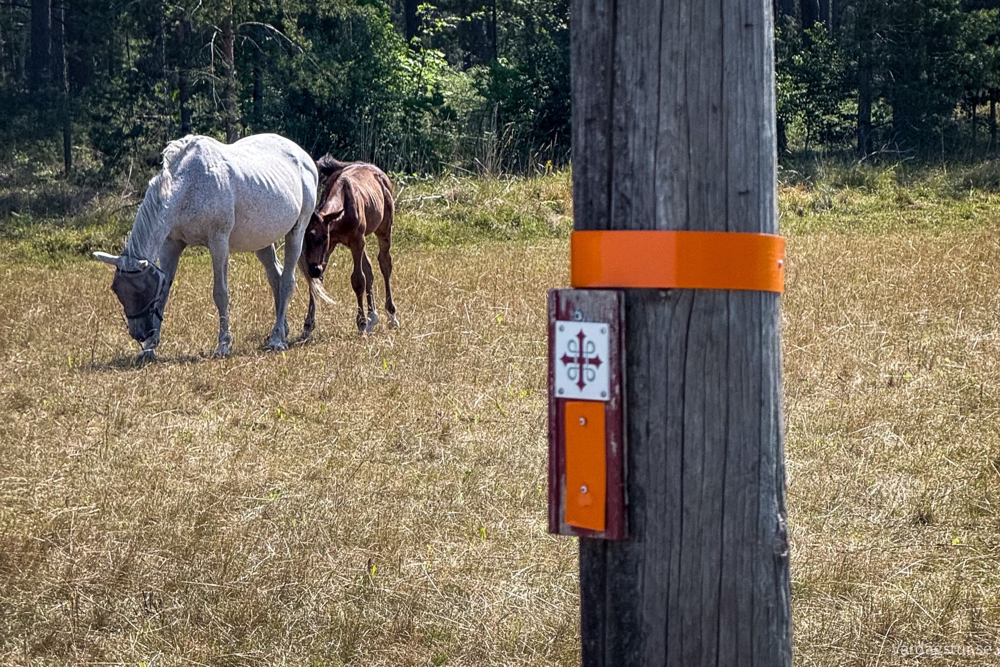 St Olavsleden Visby - Hejnum-24