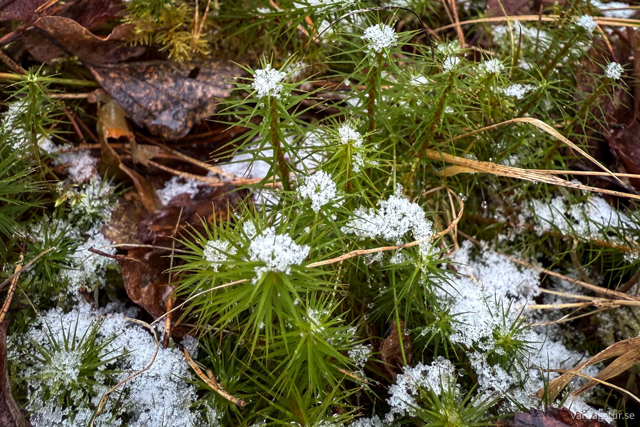 Sörmlandsleden etapp 32-17