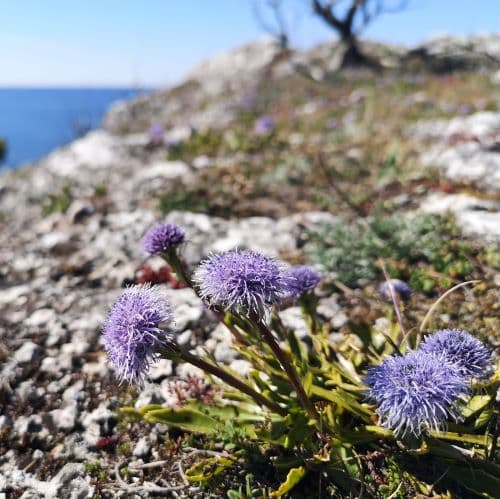 1-IMG_20200522_153554