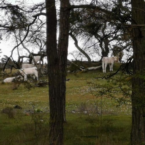 1-IMG_20200502_140857