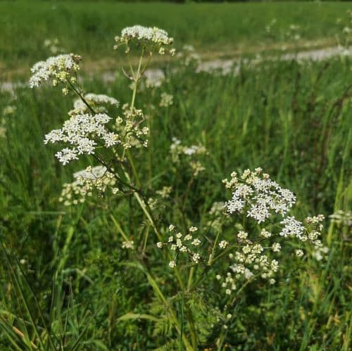 1-IMG_20200524_120947