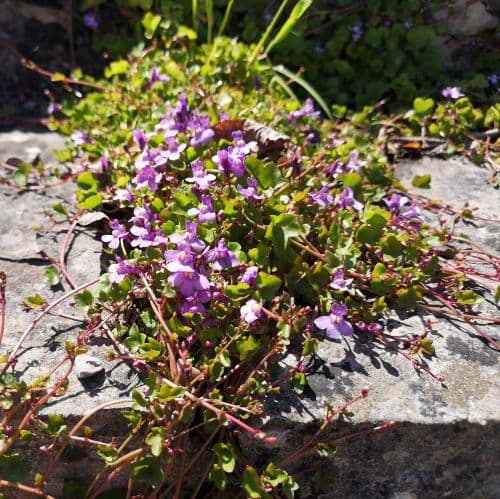 1-img_20200524_123650