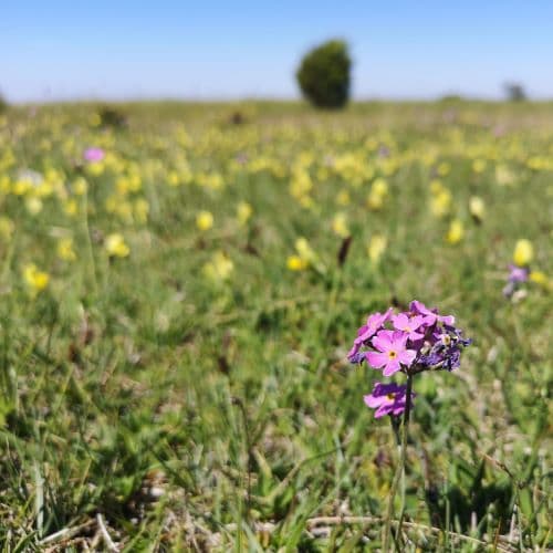 1-IMG_20200609_121045