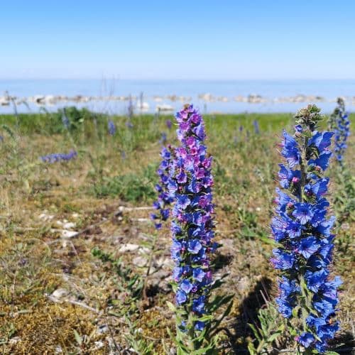 1-IMG_20200609_114110