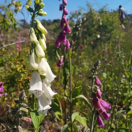 1-IMG_20200612_110021