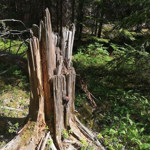 1-IMG_20200613_140437