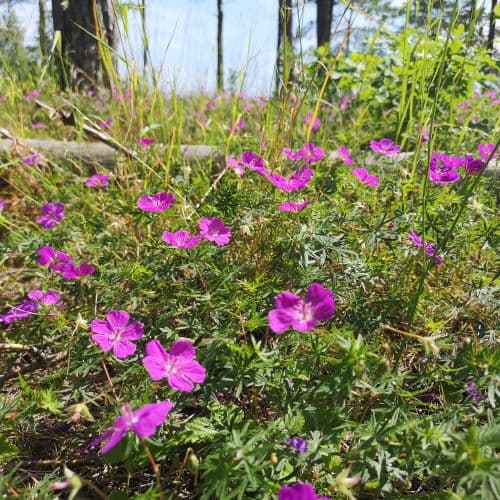 1-IMG_20200622_115152