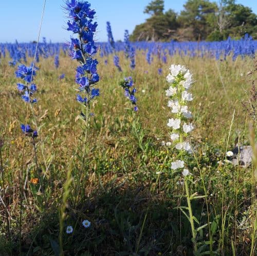 1-IMG_20200624_170506