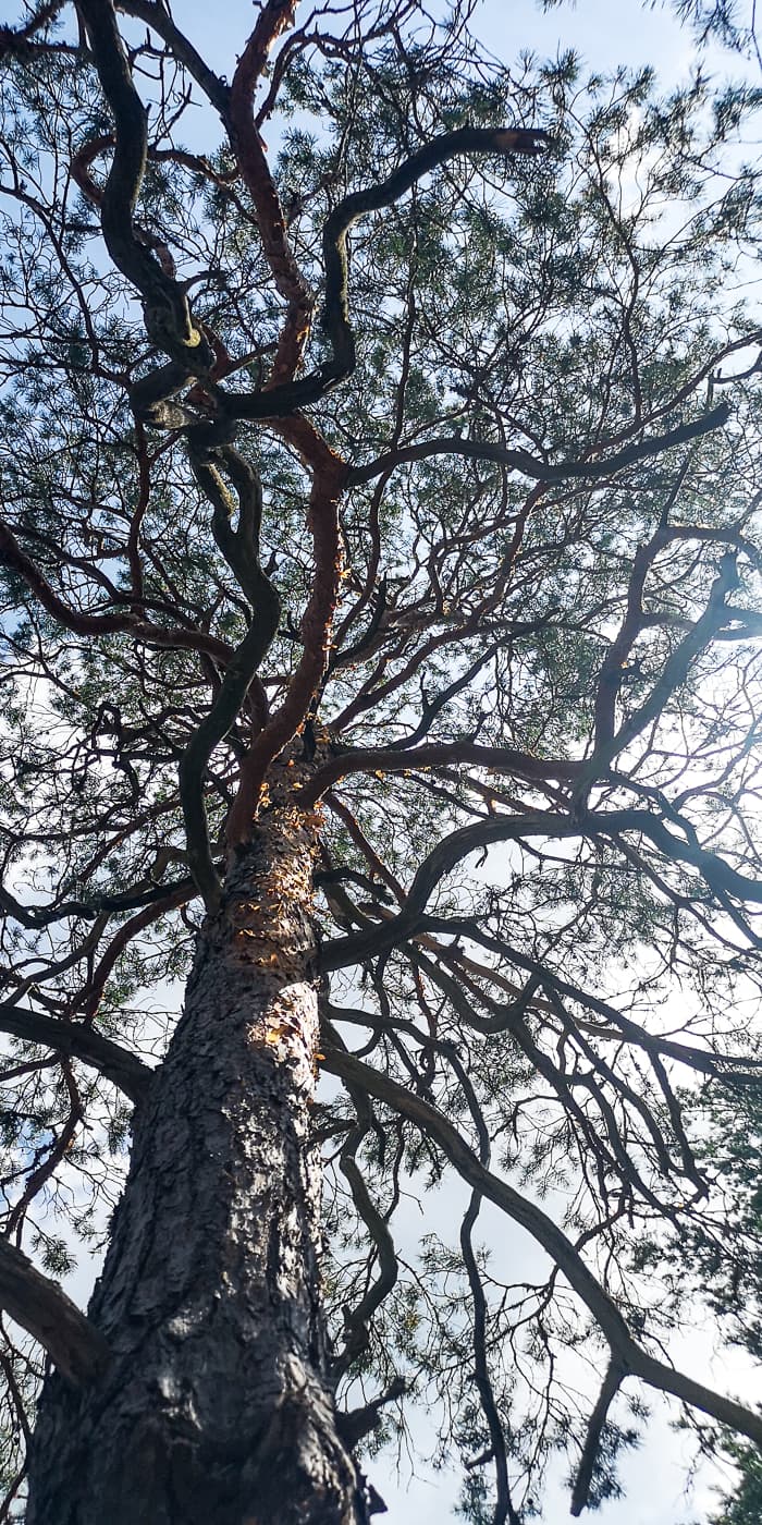 IMG_20210712_120731-2