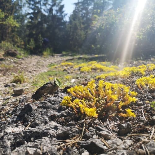 1-IMG_20200625_160229