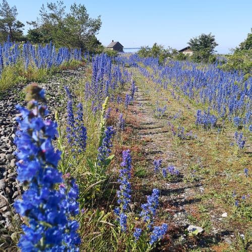 1-IMG_20200625_095235