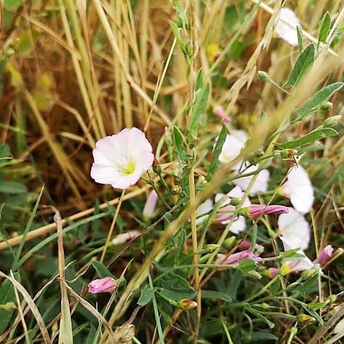 1-IMG_20200704_114821