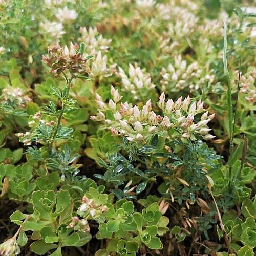 1-IMG_20200704_095203