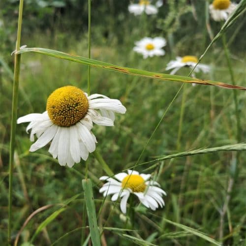 1-IMG_20200705_133443