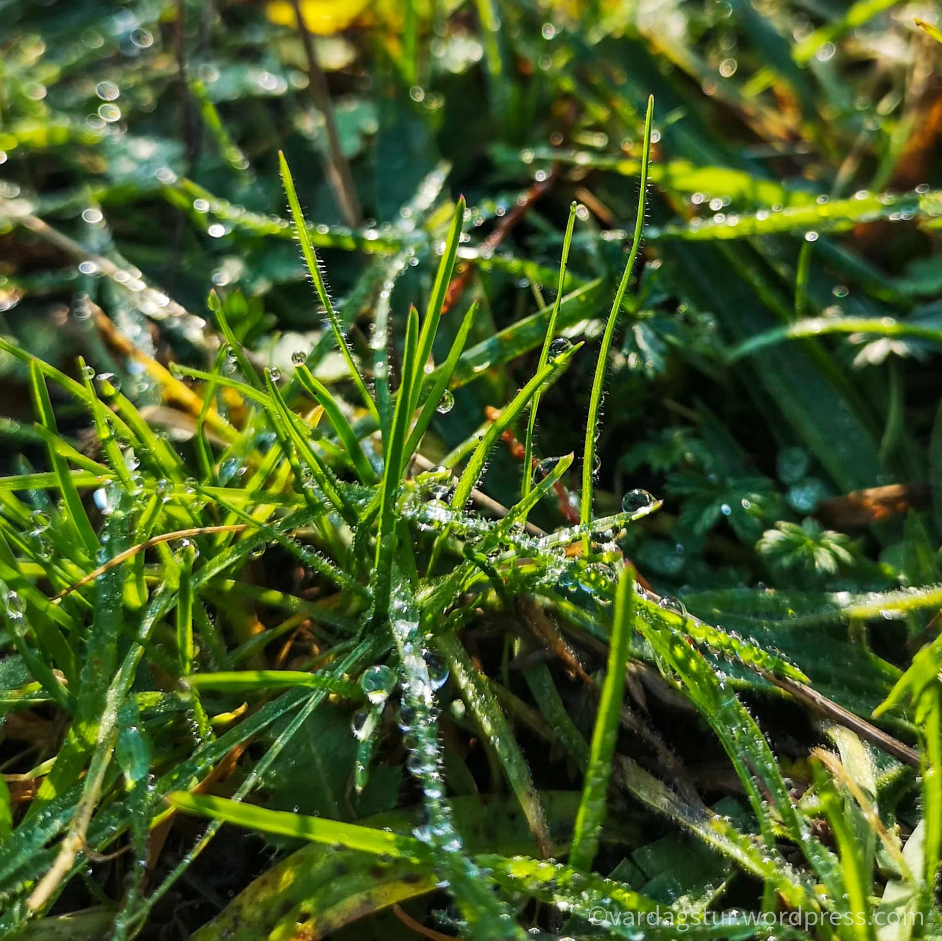 wp-1635851790004541292603346325746