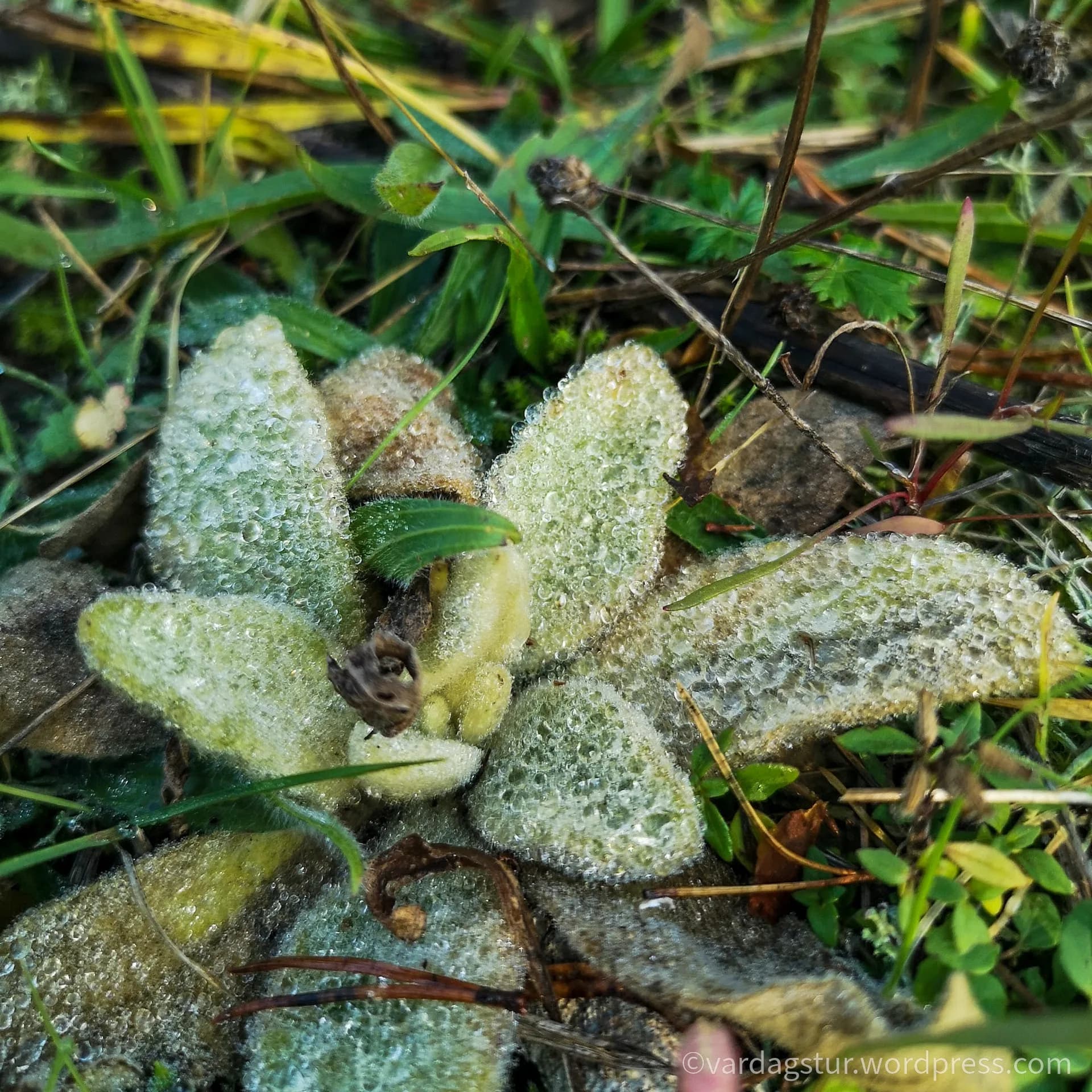 wp-16358517903219161484723182400882