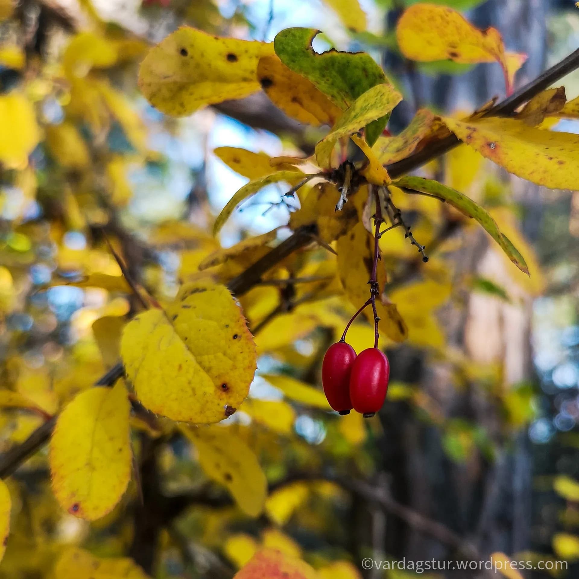 wp-1635851791584133957709729340366