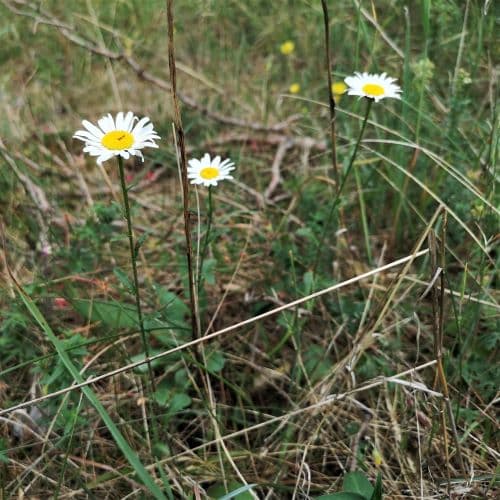 1-IMG_20200705_133309