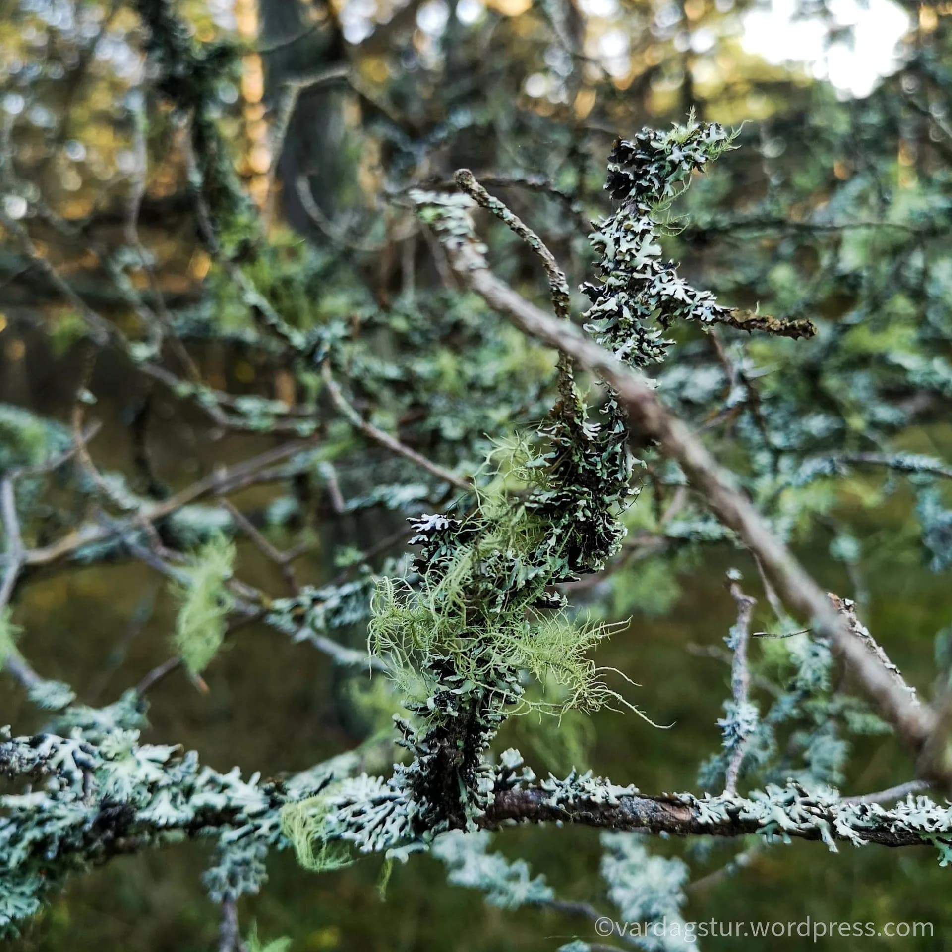 wp-163585221767834942951175425399