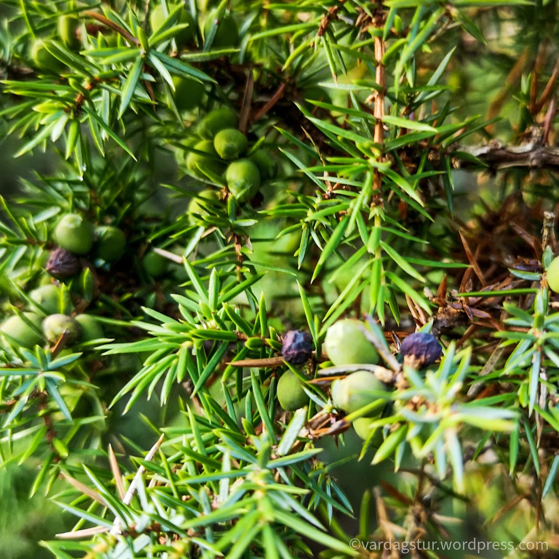 wp-16358535133604150467751853886436