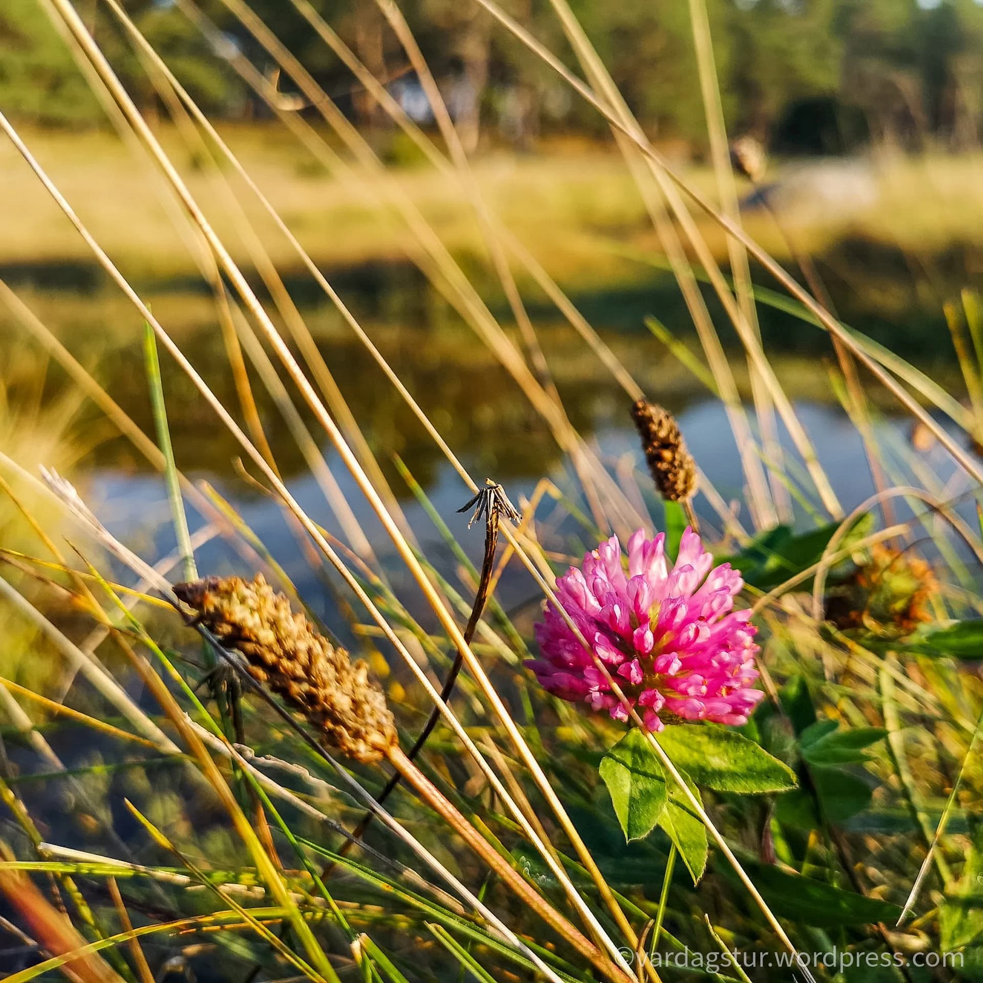 wp-16358535128601146164293157470248