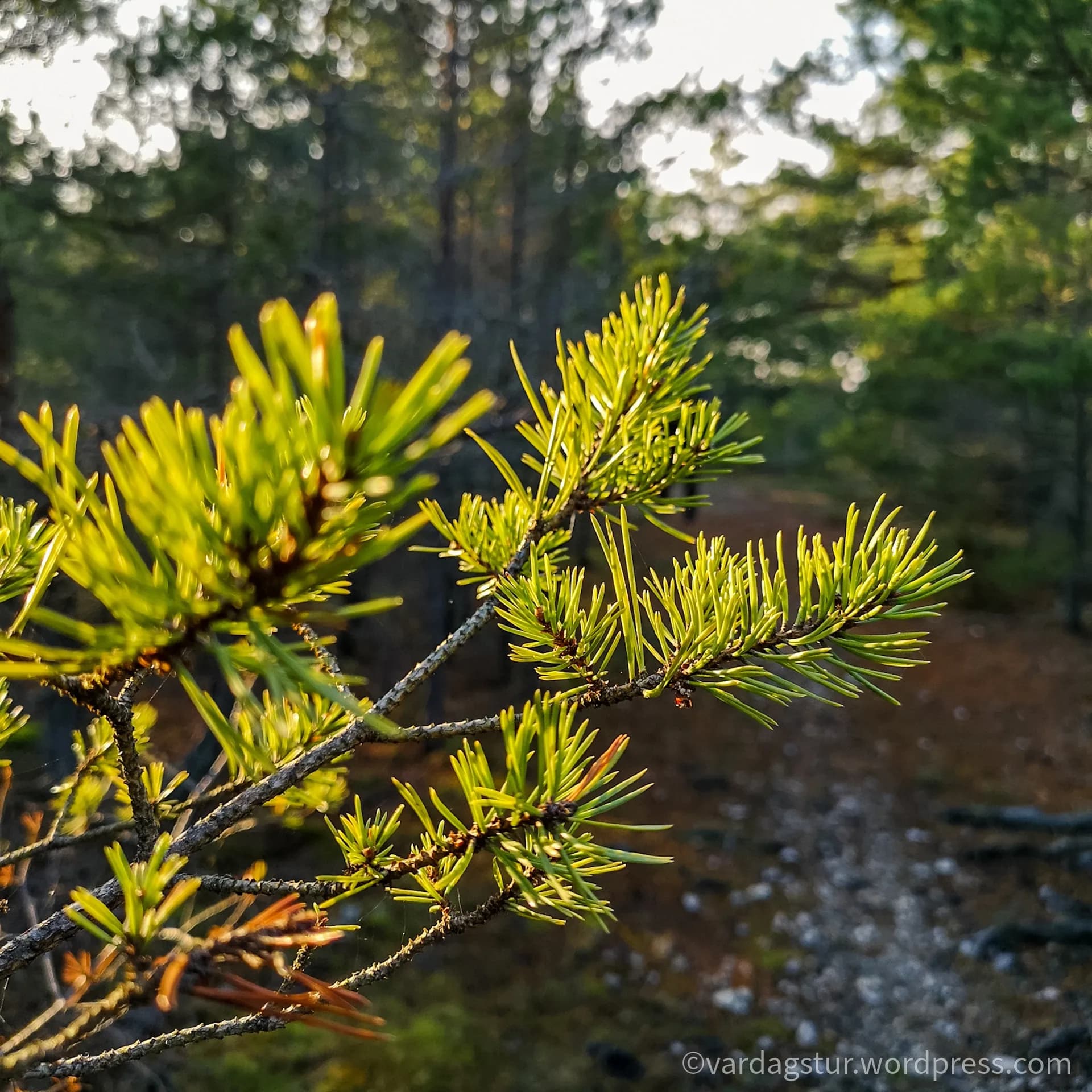 wp-16358535145922500716914664750313