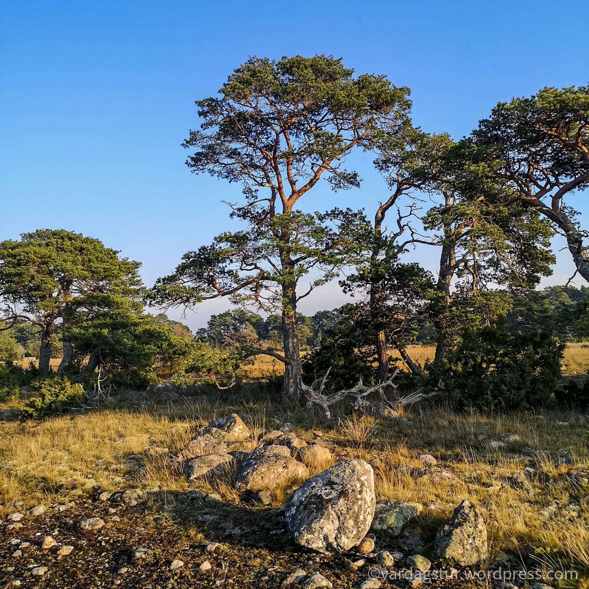 wp-16358535155151417223314467026687