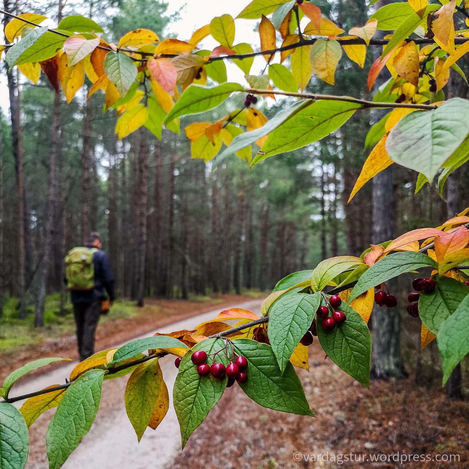 wp-16358604320958150052586835615801