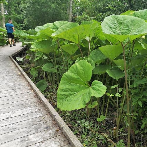 1-IMG_20200705_131856