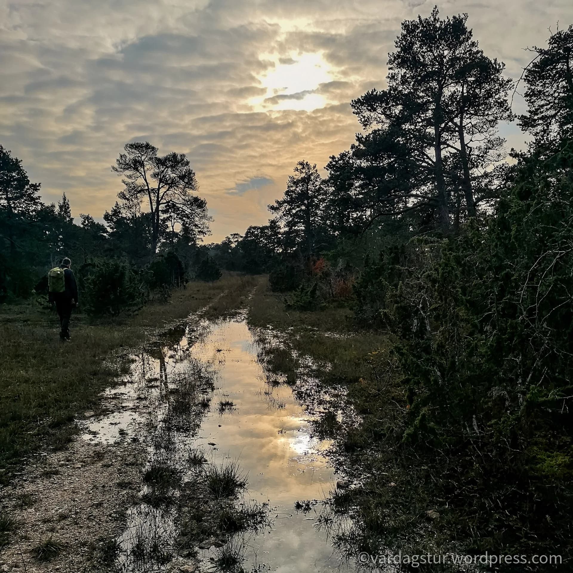 wp-1635873711782453734322396066240