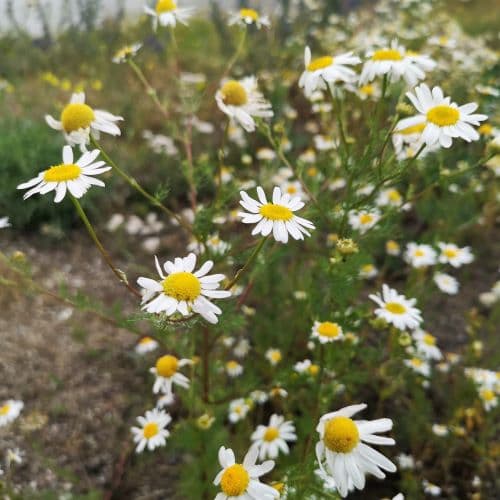 1-IMG_20200705_131047