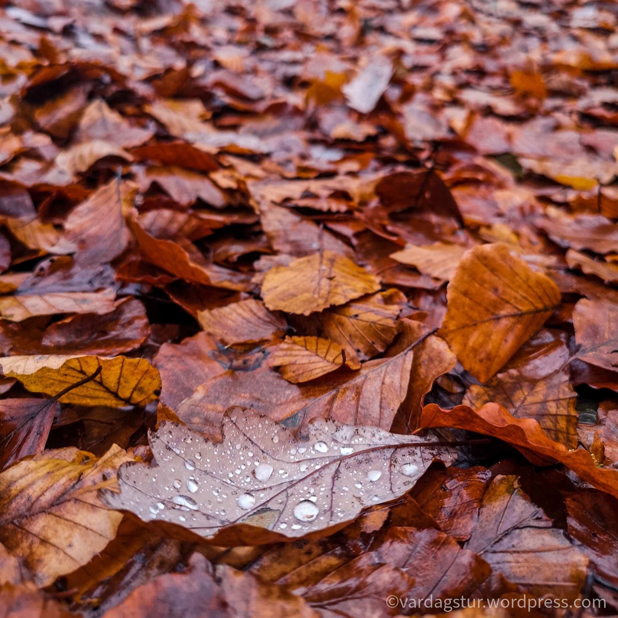 wp-16373497060477133291589380213340