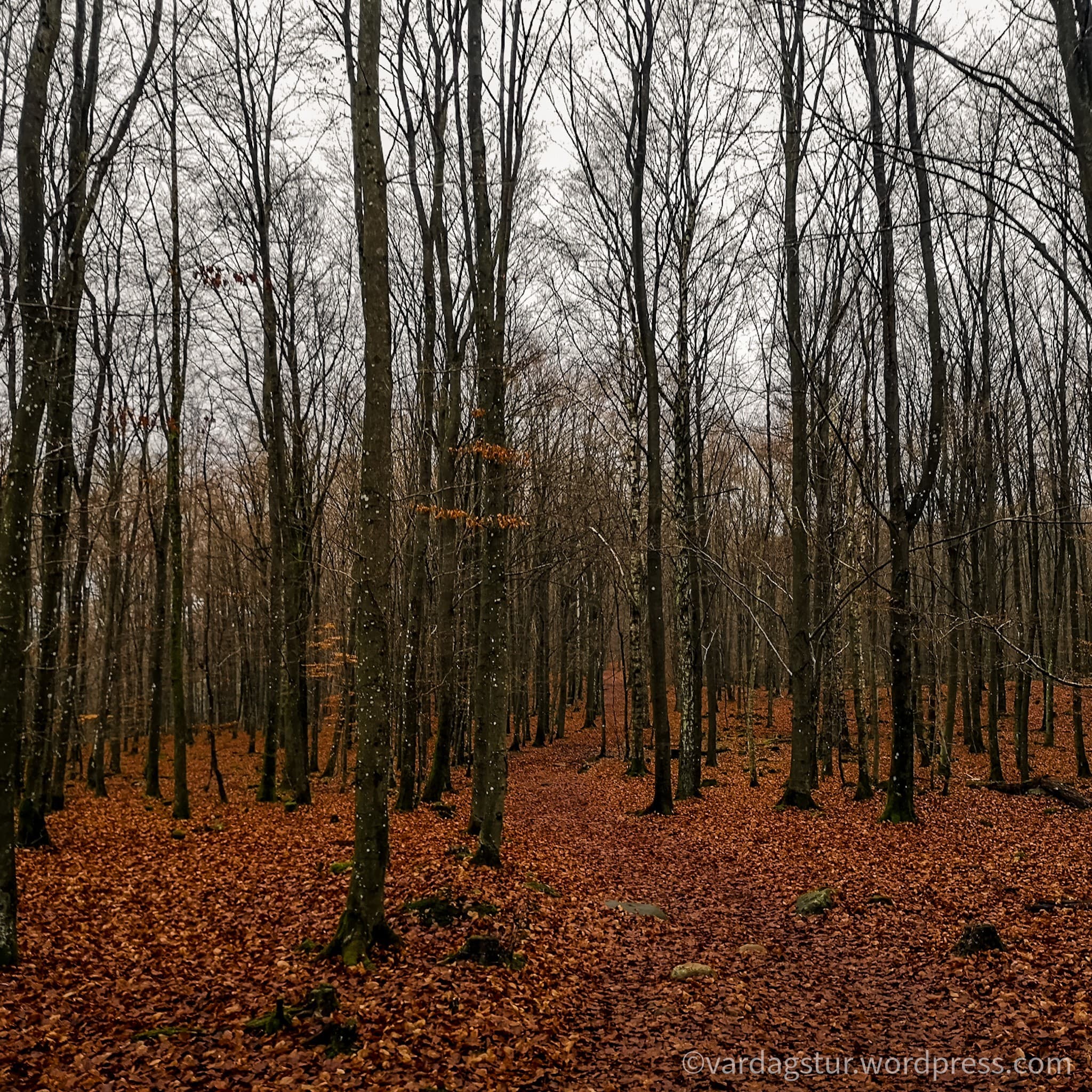 wp-1637349712321798773542125683388