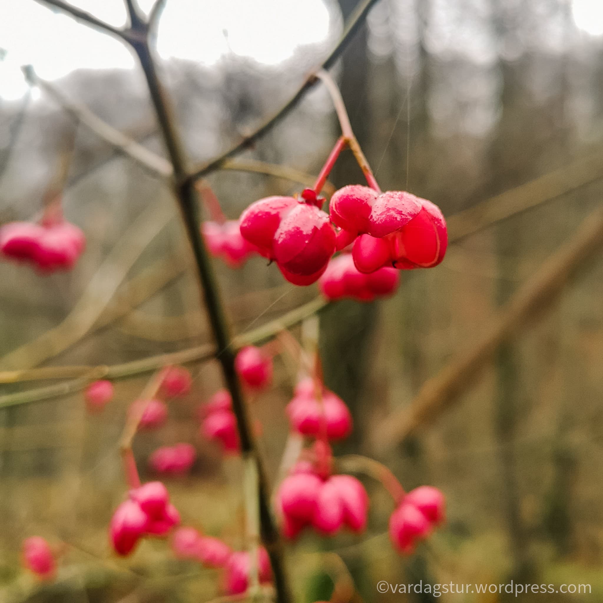 wp-16373497146246540081069951850864