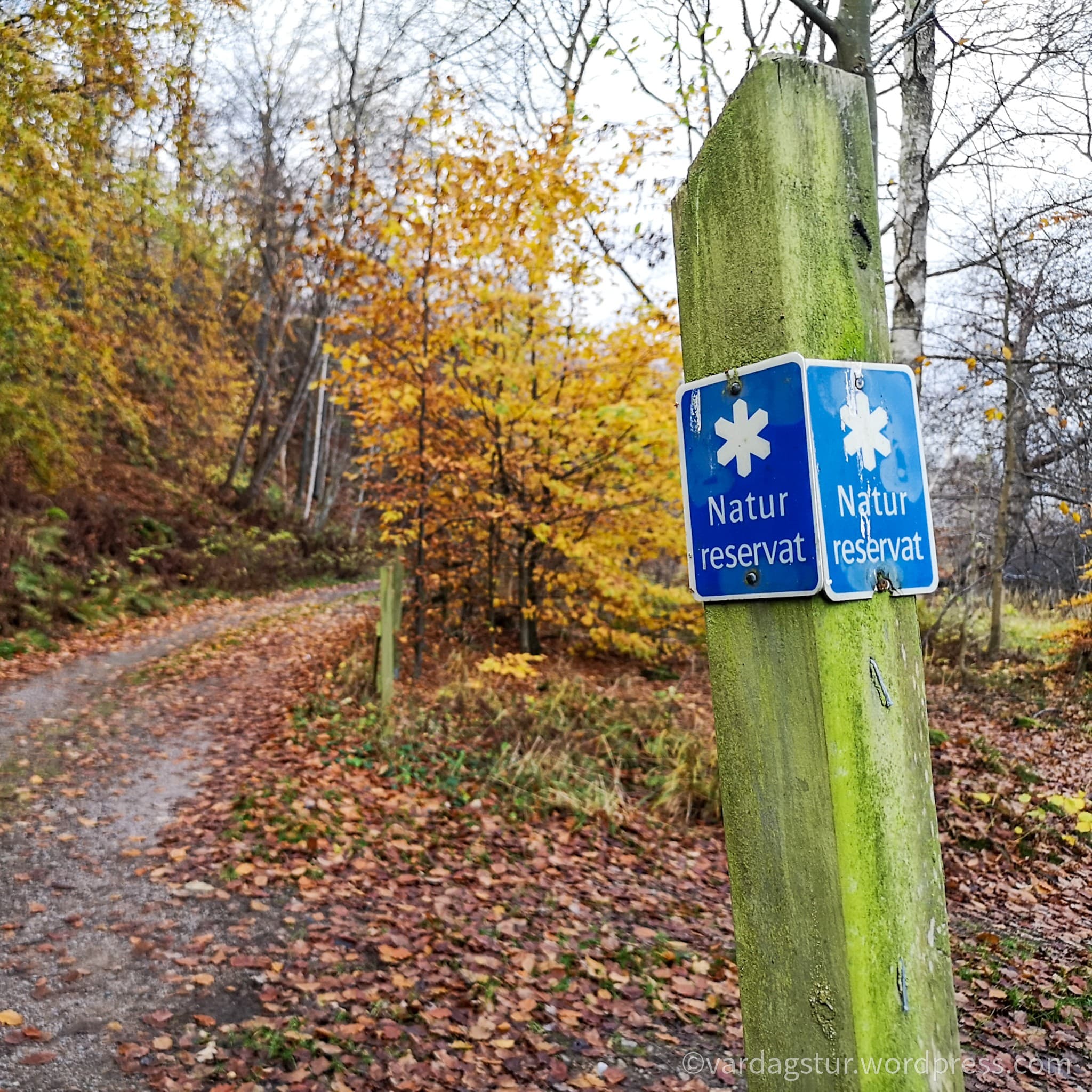 wp-1637356274153710955879337002135