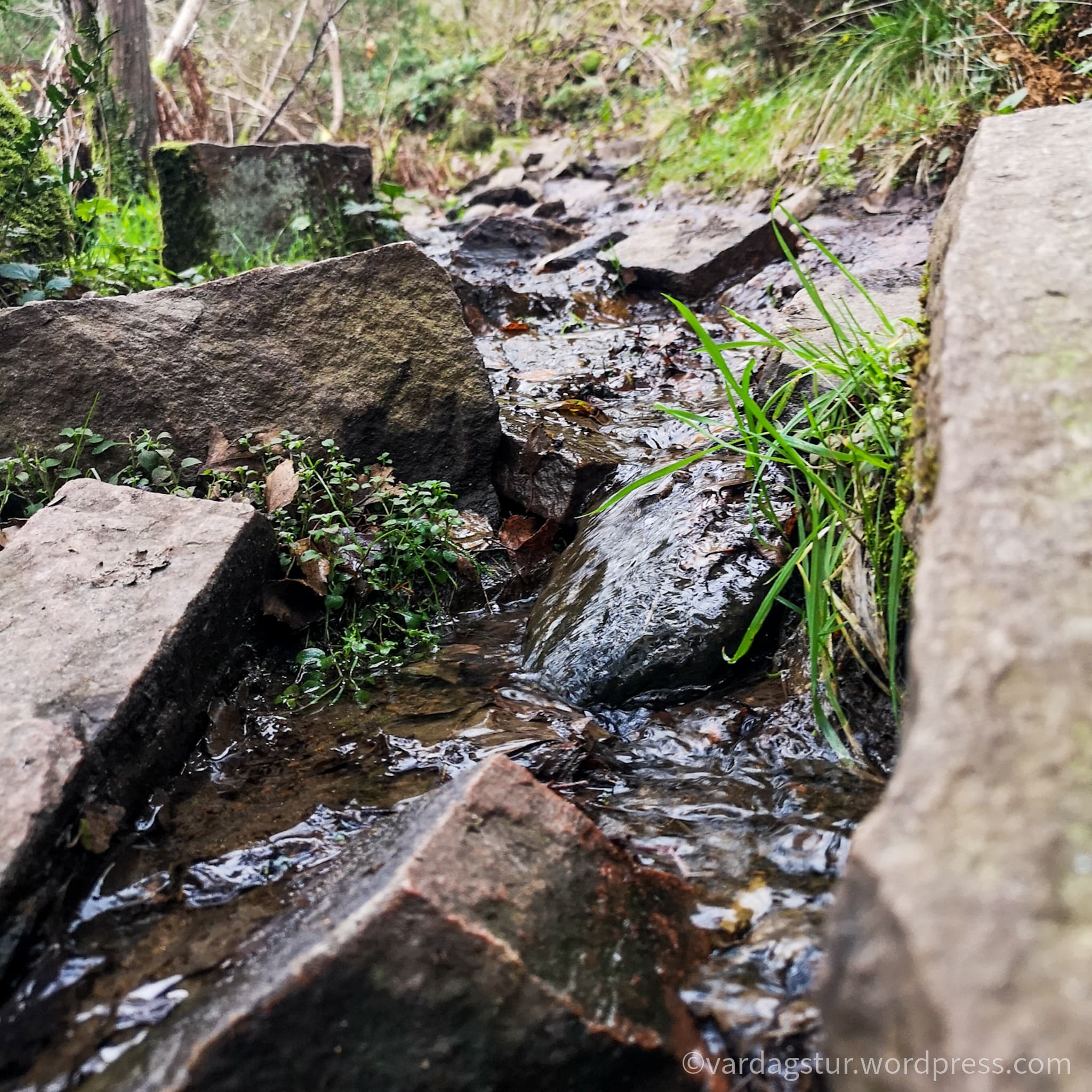 wp-1637356275005208255558694286376