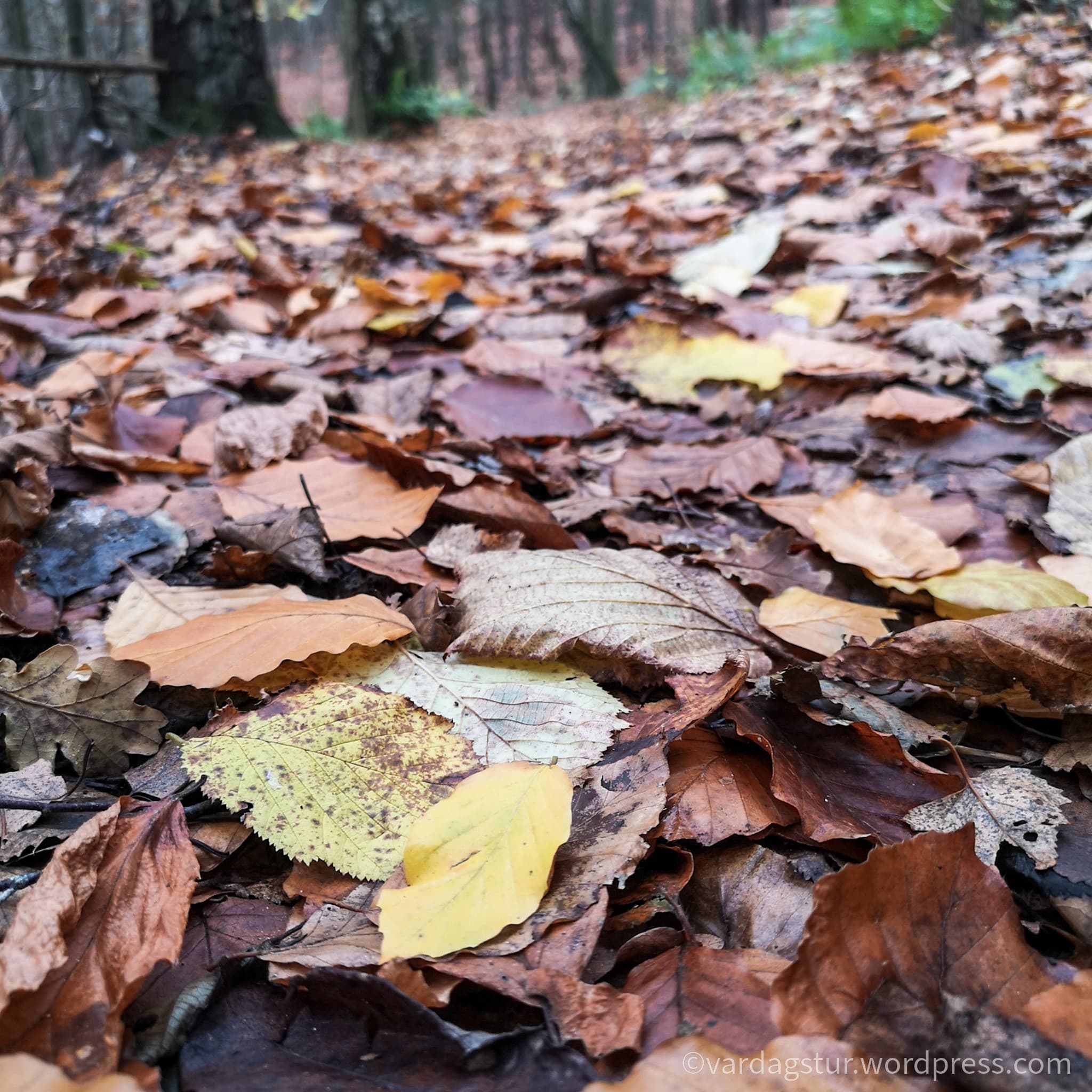 wp-16373566635503968564600554682943