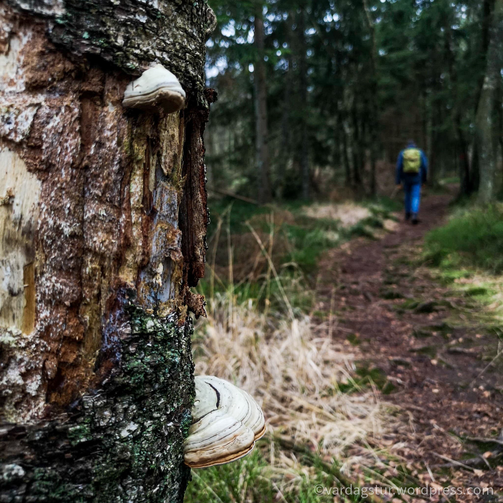 wp-16373576443172844847236808962368