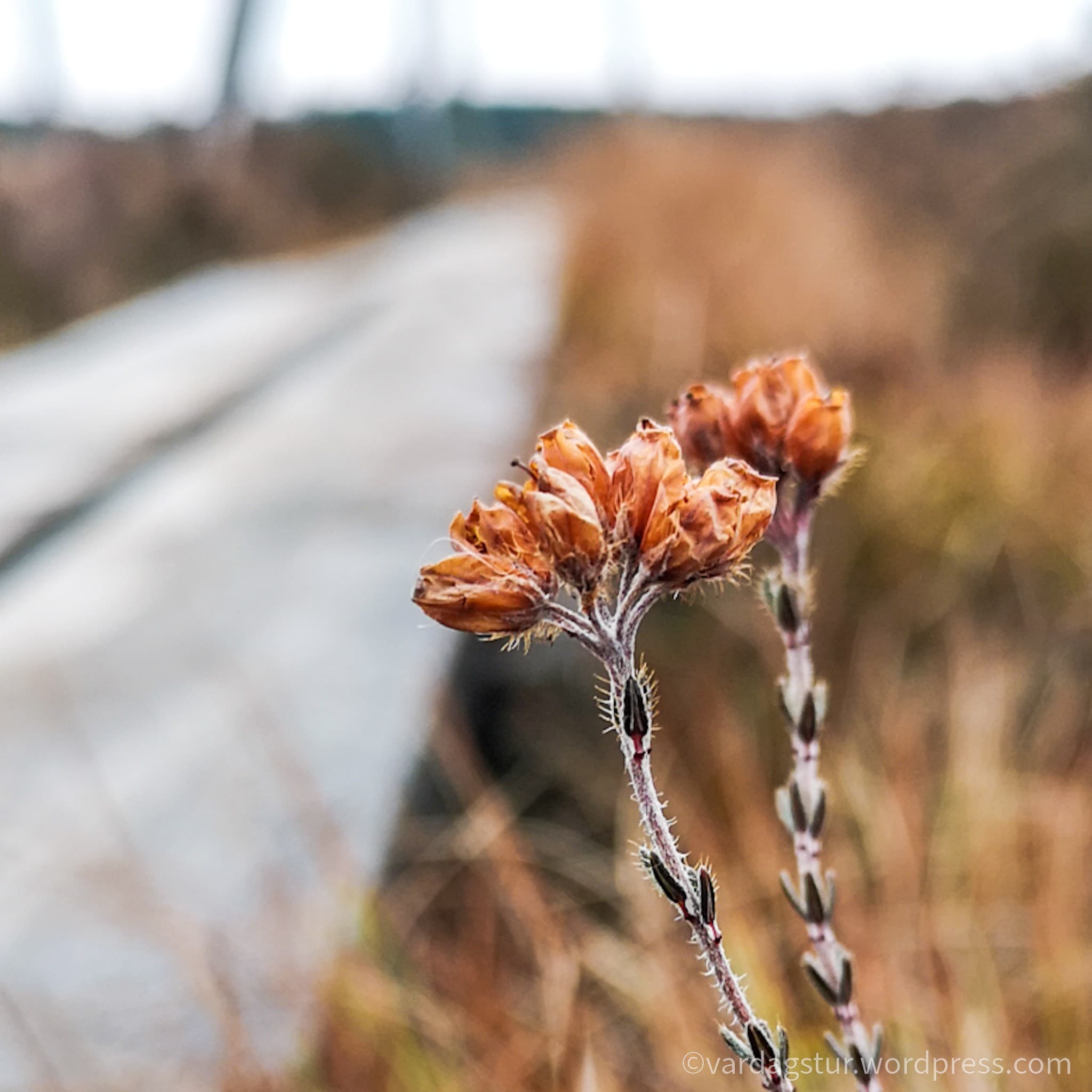 wp-16373576468794541633056514350626