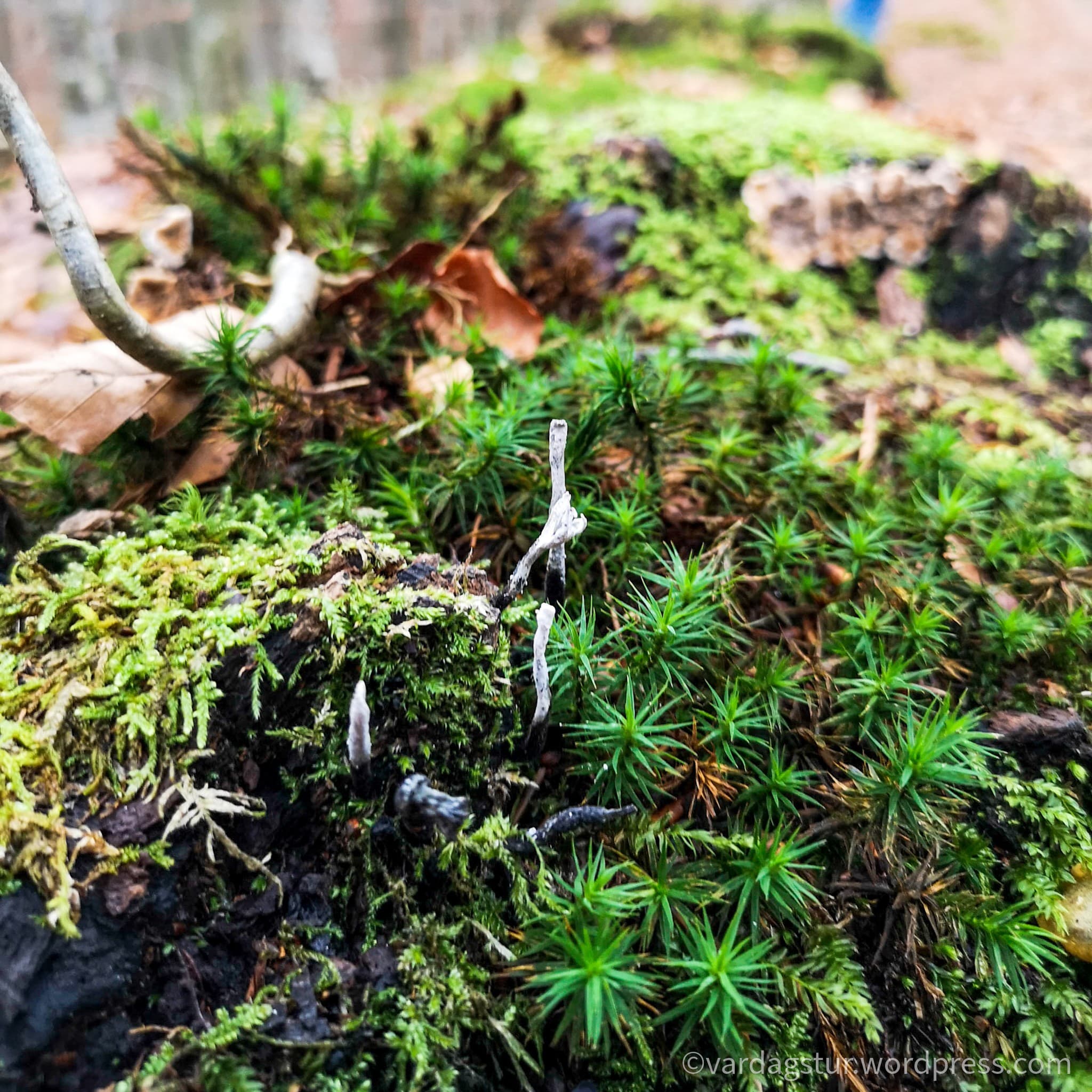 wp-16373576495623978402894479400629