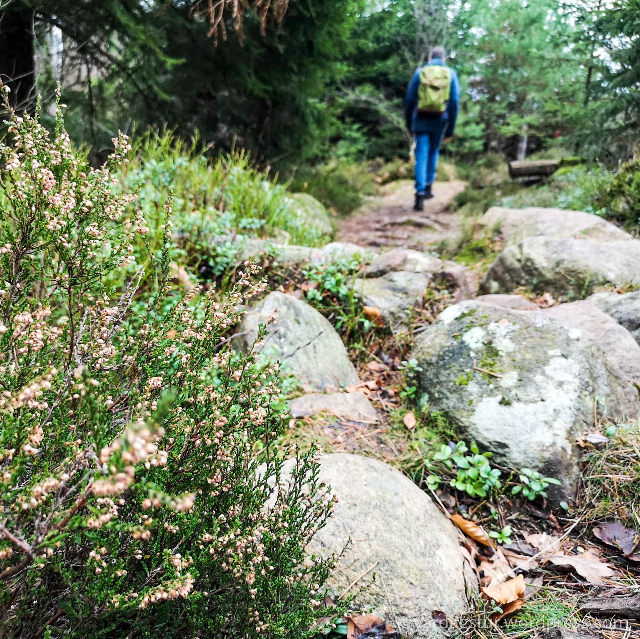 wp-16373576497873530815444131727977