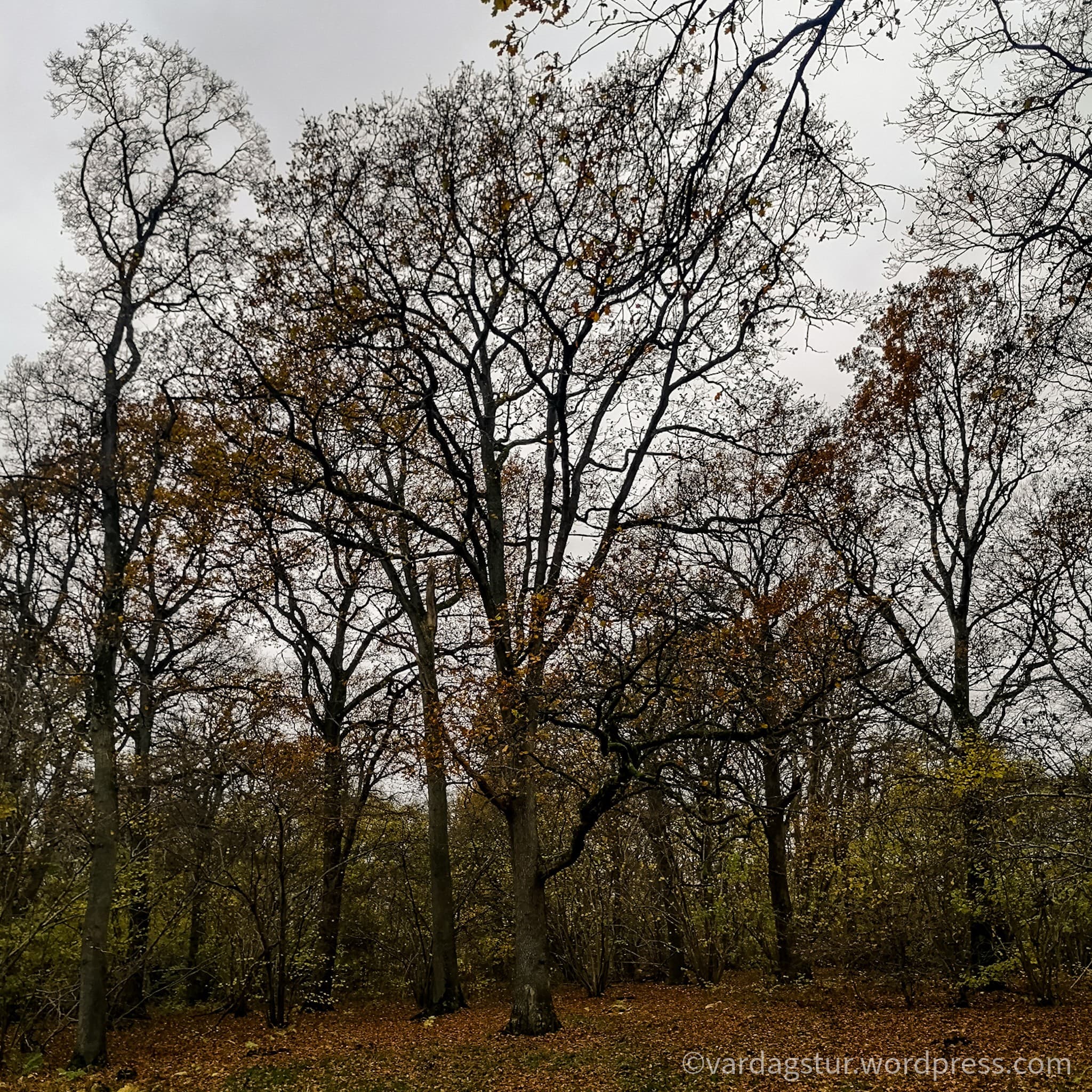 wp-16373585862091330153939373469076