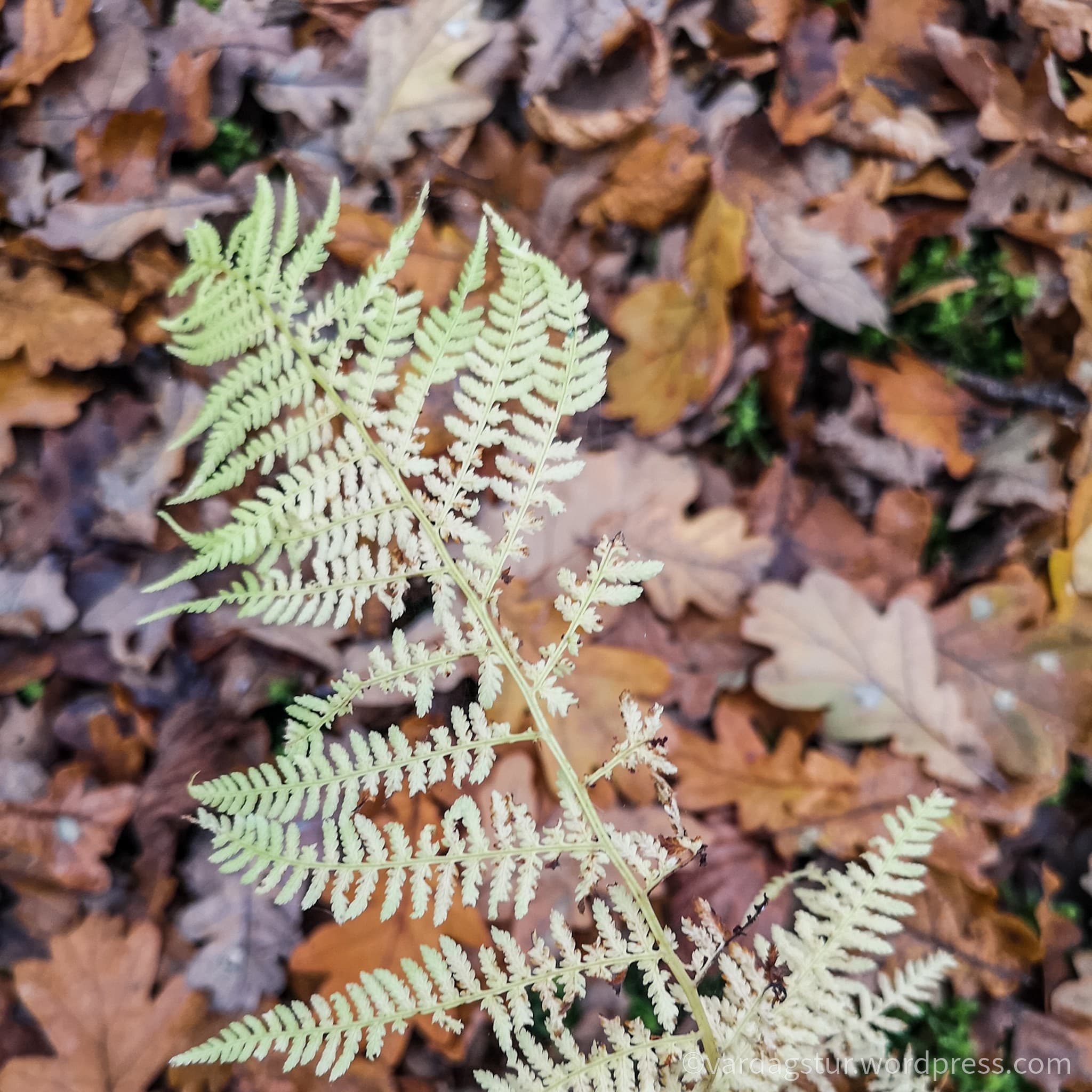 wp-16373585868533959813579177746270