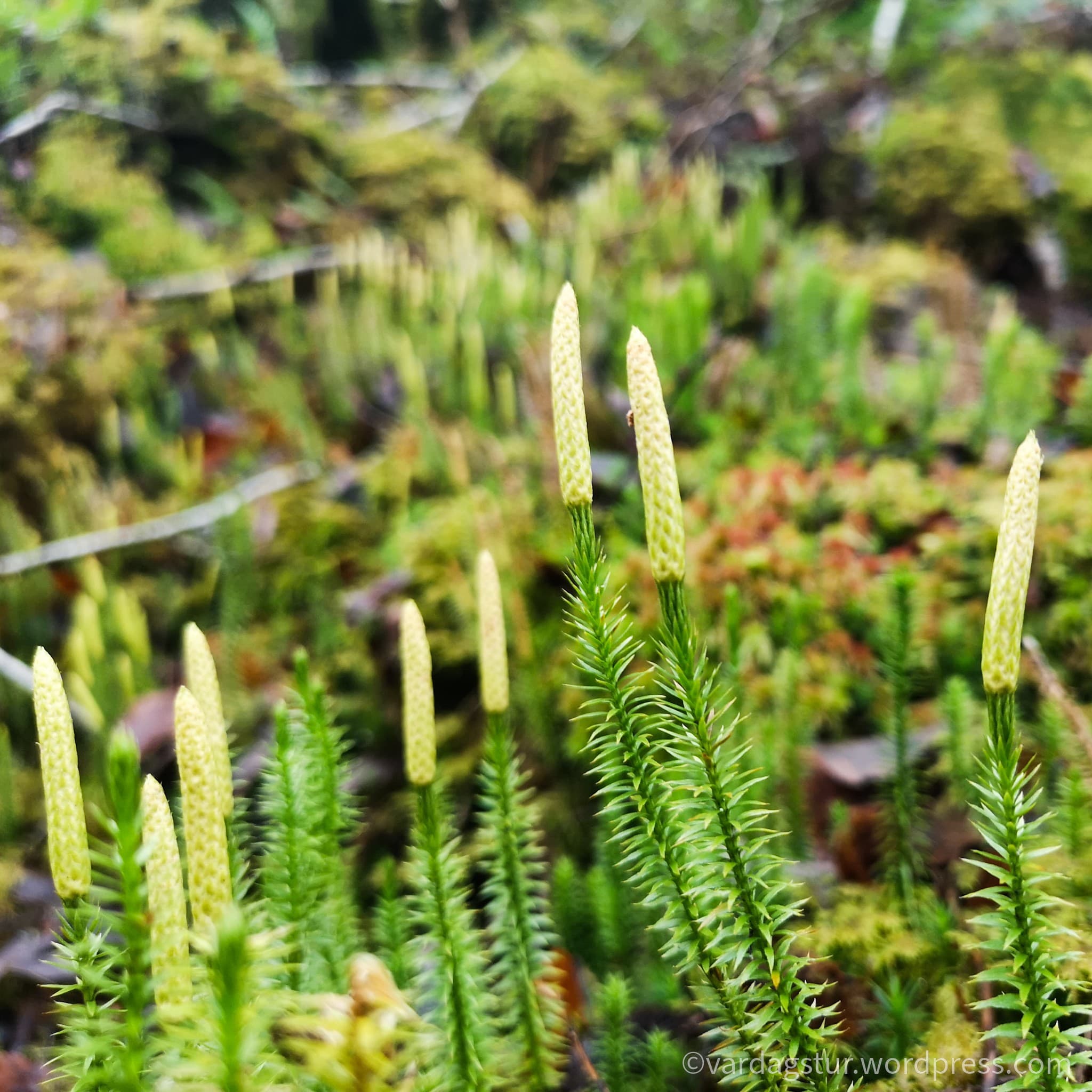 wp-16380921297905442520761458568691