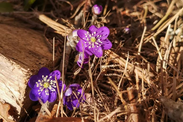 Blåsippor i torrt gräs