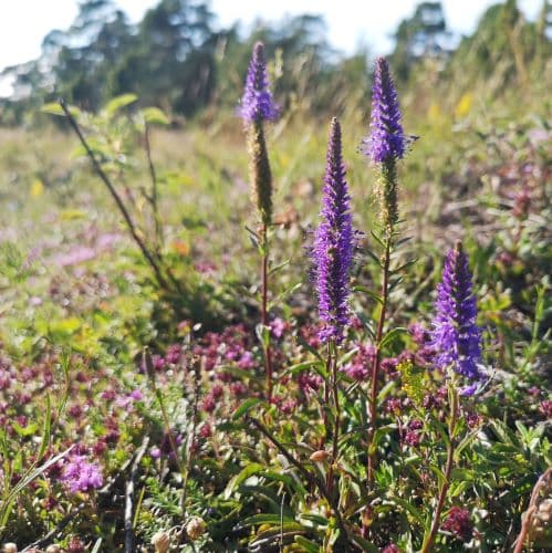 1-IMG_20200714_171740~2