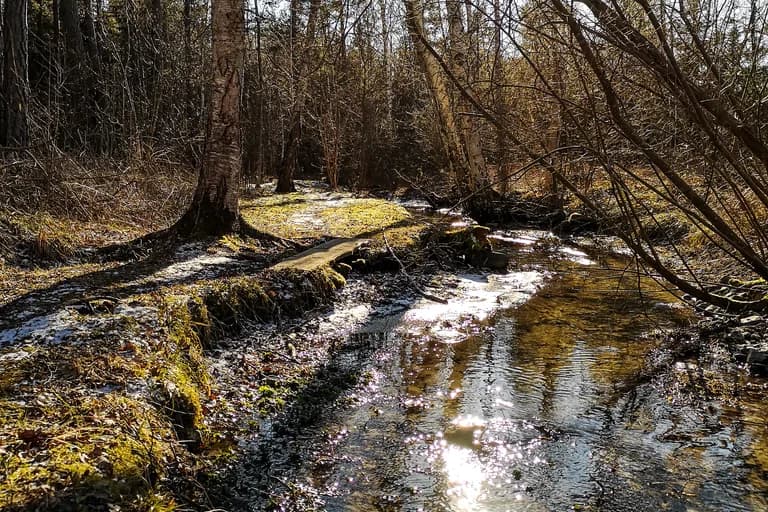 Solglitter på vatten i skogsbäck