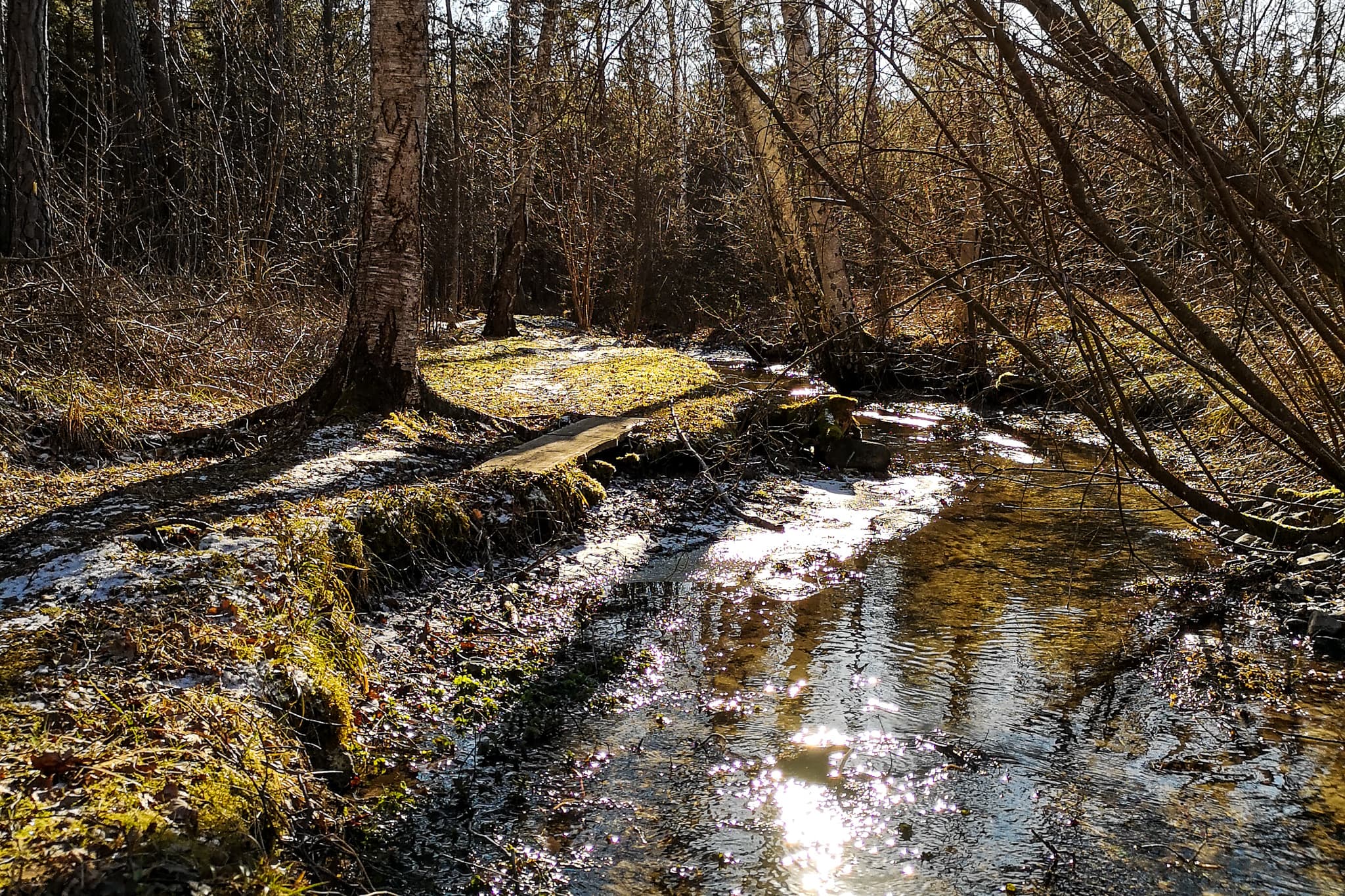 Solglitter på vatten i skogsbäck